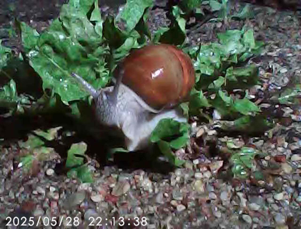 Snail photo